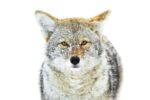 Winter Coyote