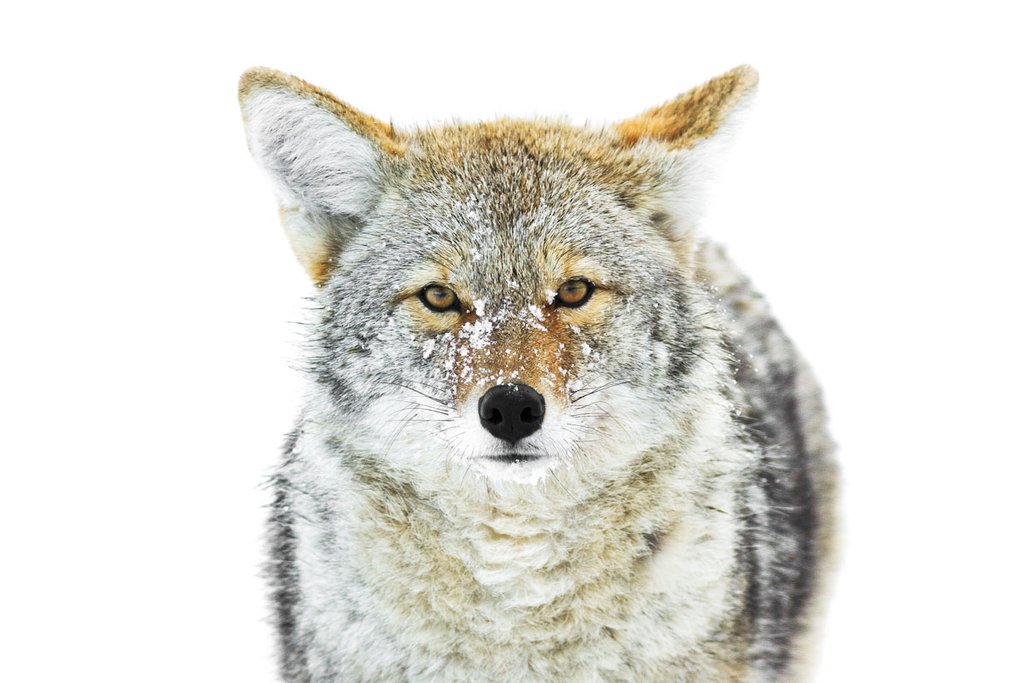 Winter Coyote