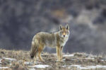 Yellowstone Coyote