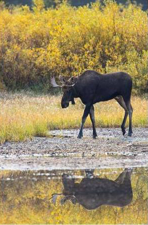 Fall Moose