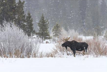 Yellowstone Moose