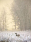 WhiteTailed Deer in Fog 1 Just Wall Decor White Tailed Deer in Fog