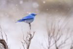 Yellowstone Bluebird