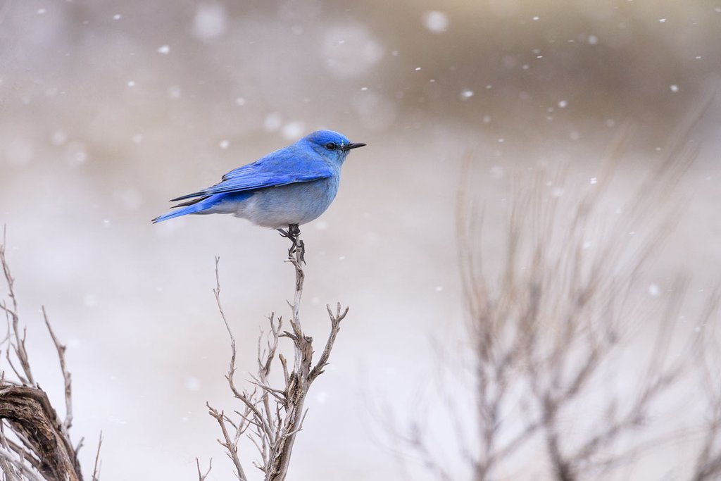 Yellowstone Bluebird
