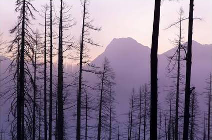 Glacier National Park Forest