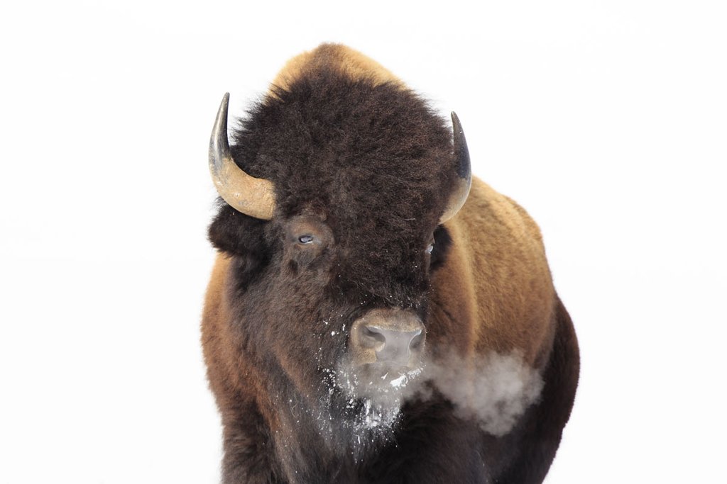 Winter Bison, Yellowstone