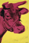 Cow 1966 yellow and pink