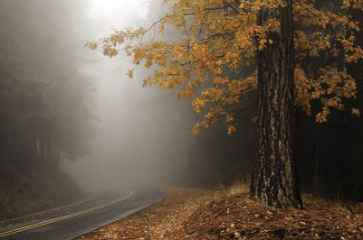 Yellow Leaves in Fog