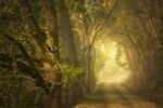 Dreams Journey