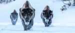 American Bison Yellowstone National Park Wyoming