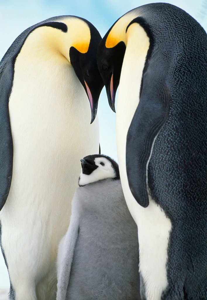 Emperor Penguins, Antartica