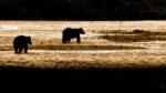 Brown Bear Katmai National Park Alaska 1  Just Wall Decor Brown Bear Katmai National Park Alaska