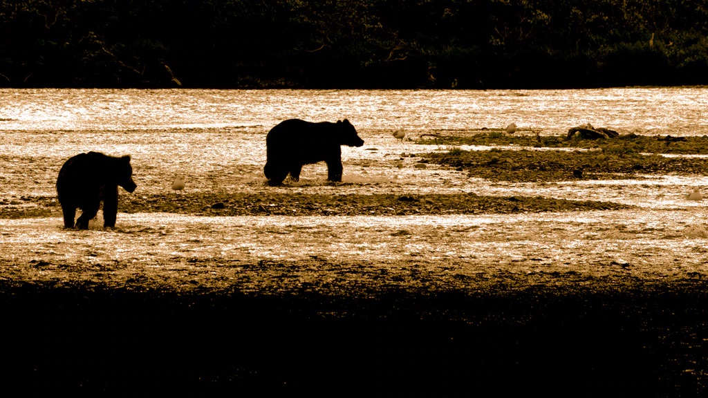 Brown Bear, Katmai National Park, Alaska