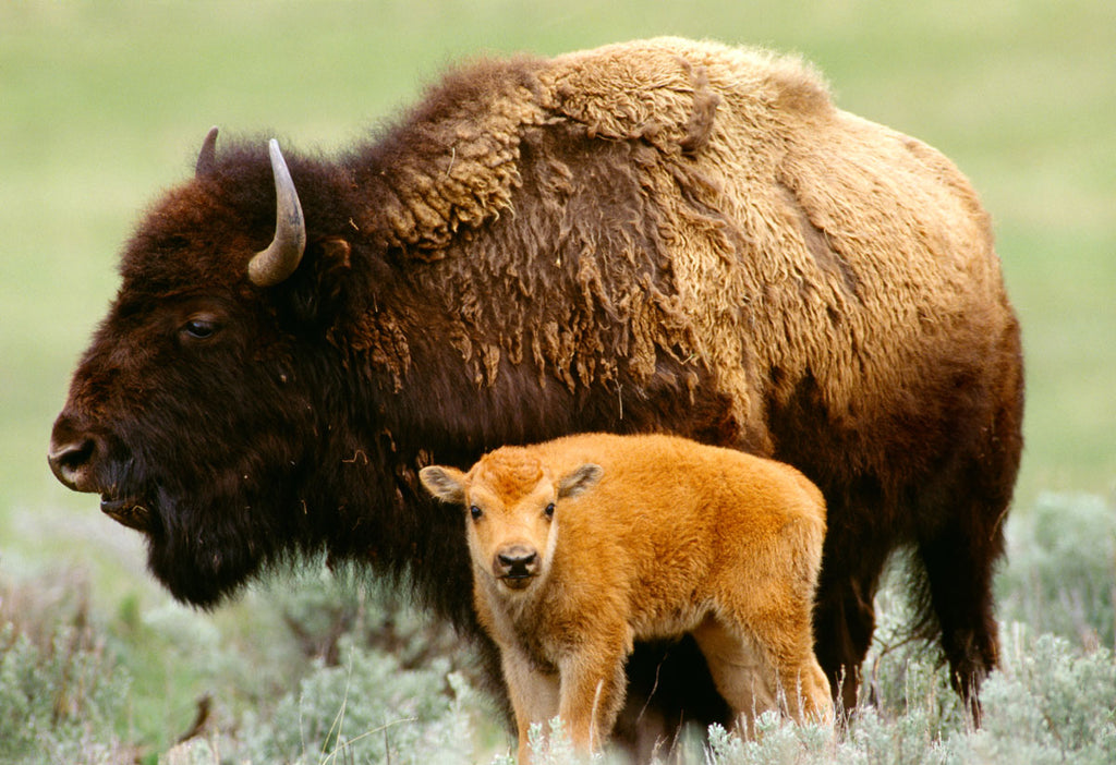 Bison, Yellowstone National Park, Wyoming