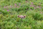 Brown Bear Head Katmai National Park Alaska