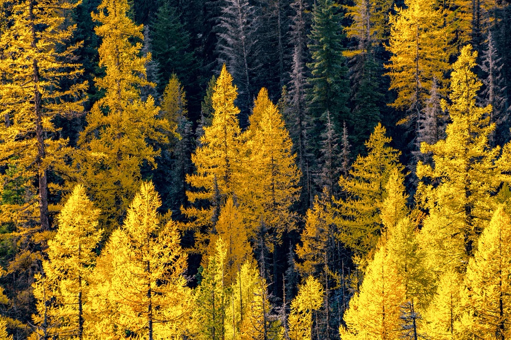 Abstract Larch, Cascade Range, Washington IV