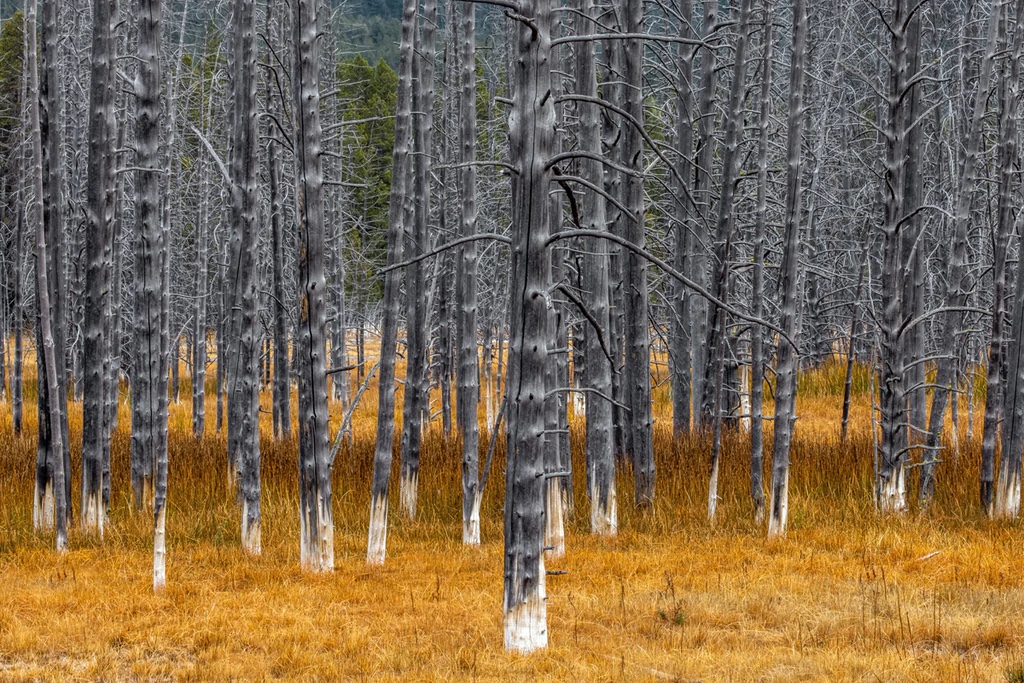 Calcified Lodgepole Pines, Yellowstone National Park, Wyoming