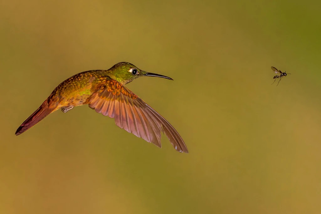 Faun-Breasted Brilliant Hummingbird, Andean Cloud Forest, Ecuador