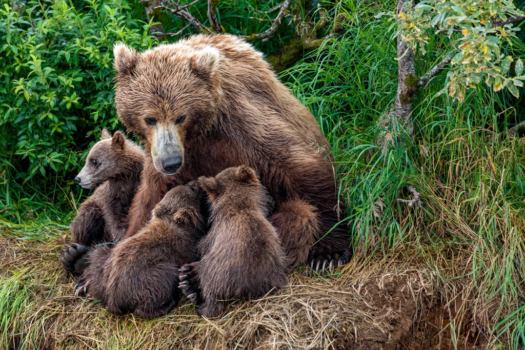 Brown Bear Nursing Cubs, Katmai National Park, Alaska