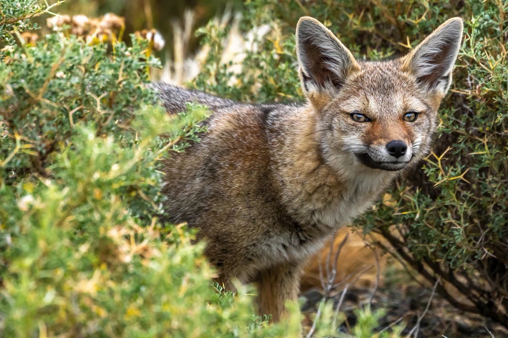 South American Gray Fox, Patagonia, Chile