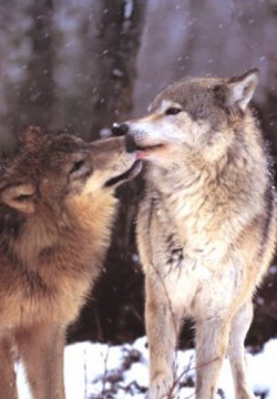 Boreal Interlude, Canada