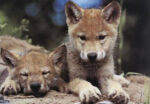 Spring Wolf Pups