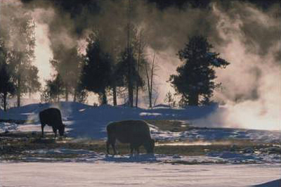 American Bison, Wyoming