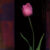 Red Tulip II 1  Just Wall Decor Red Tulip II
