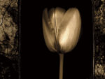 White Tulipa II 1  Just Wall Decor White Tulipa II