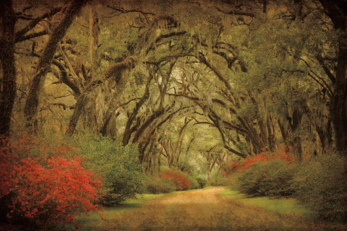 Road Lined with Oaks & Flowers