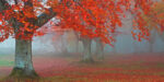 Arboles Tojos