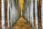 Tree Farm 1  Just Wall Decor Tree Farm