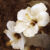 Verdant Blooms 1  Just Wall Decor Verdant Blooms