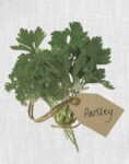 Parsley 1 Just Wall Decor Parsley