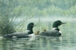Northern Reflections   Loons