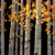 Aspen Grove
