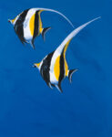 Moorish Idols   Blue