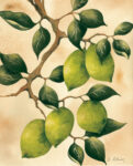 Italian Harvest   Limes