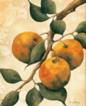 Italian Harvest   Oranges