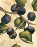 Italian Harvest   Figs