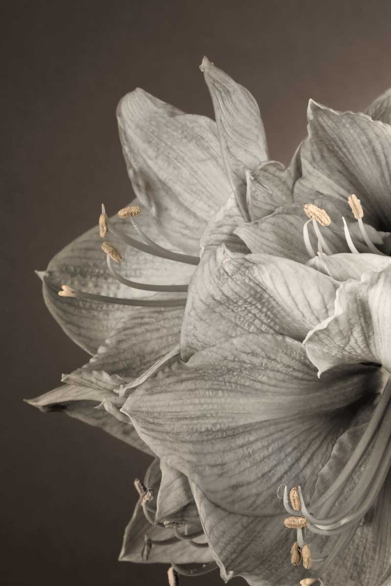 Grand flowers & plants I