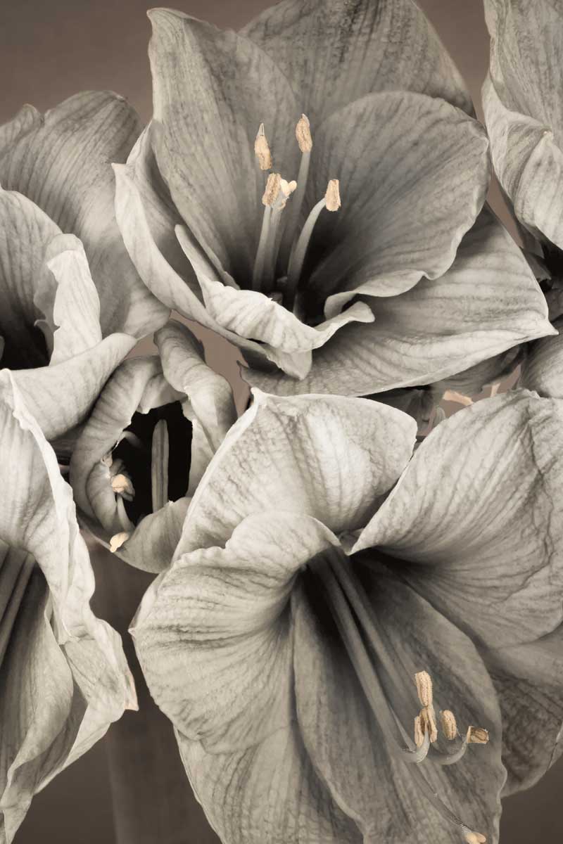 Grand flowers & plants II