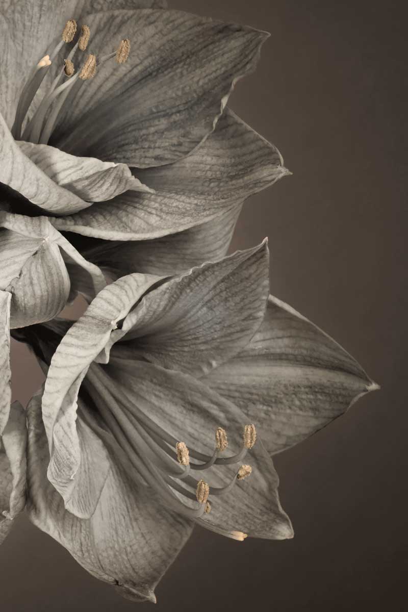 Grand flowers & plants III