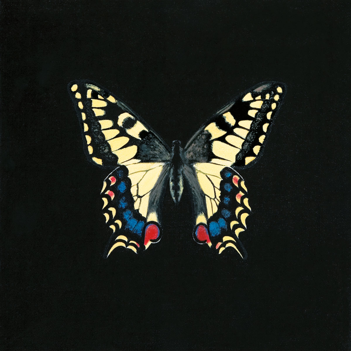 Butterfly On Black