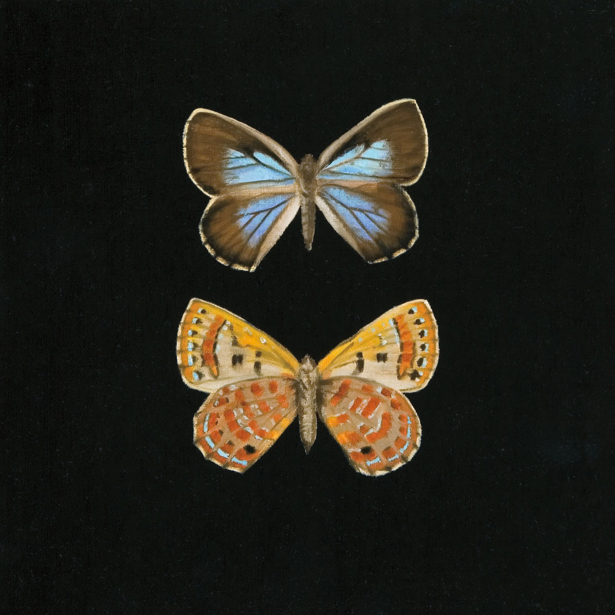 Pair of Butterflies On Black