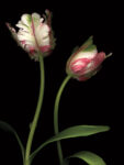 Parrot Tulips I 1 Just Wall Decor Parrot Tulips I