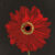 Midnight Gerbera III 1  Just Wall Decor Midnight Gerbera III