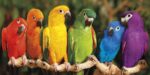Rainbow Parrots 1  Just Wall Decor Rainbow Parrots
