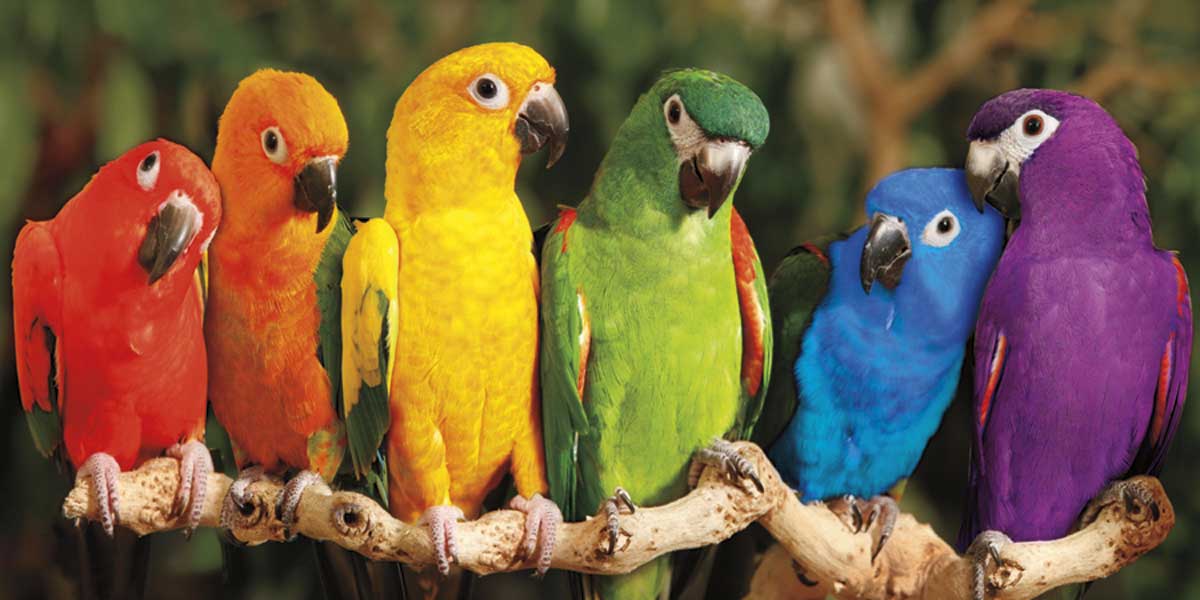 Rainbow Parrots