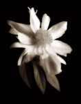 Portrait in White II 1  Just Wall Decor Portrait in White II